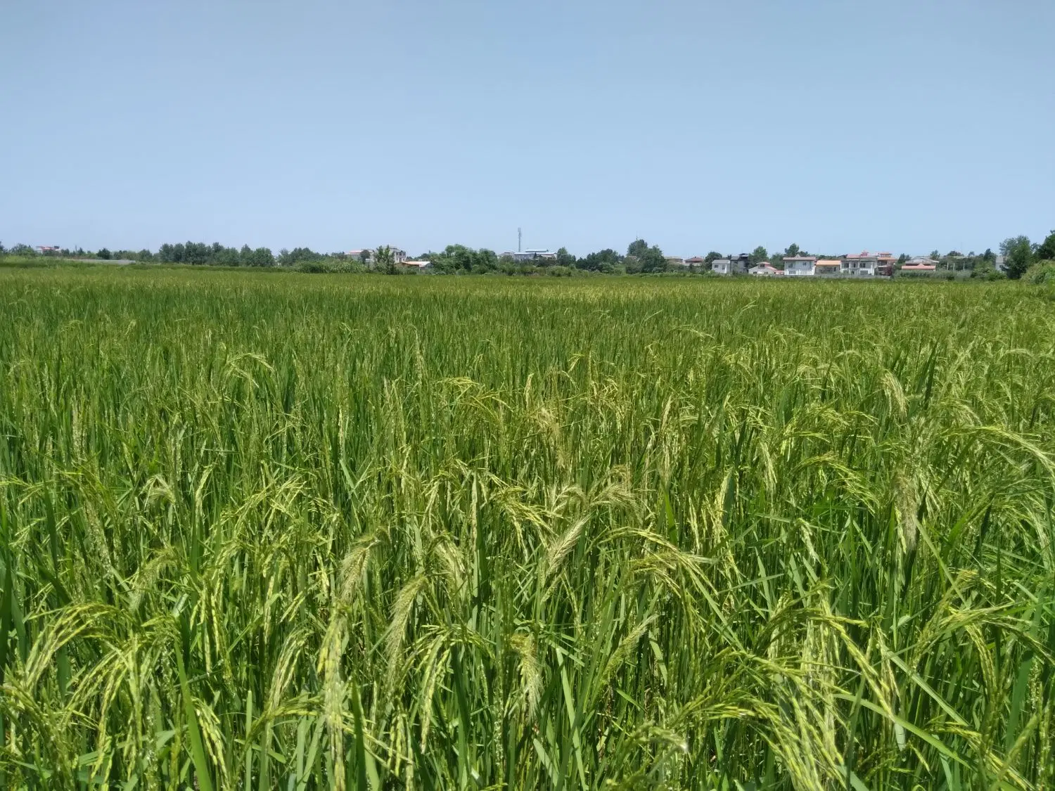 زمین کشاورزی