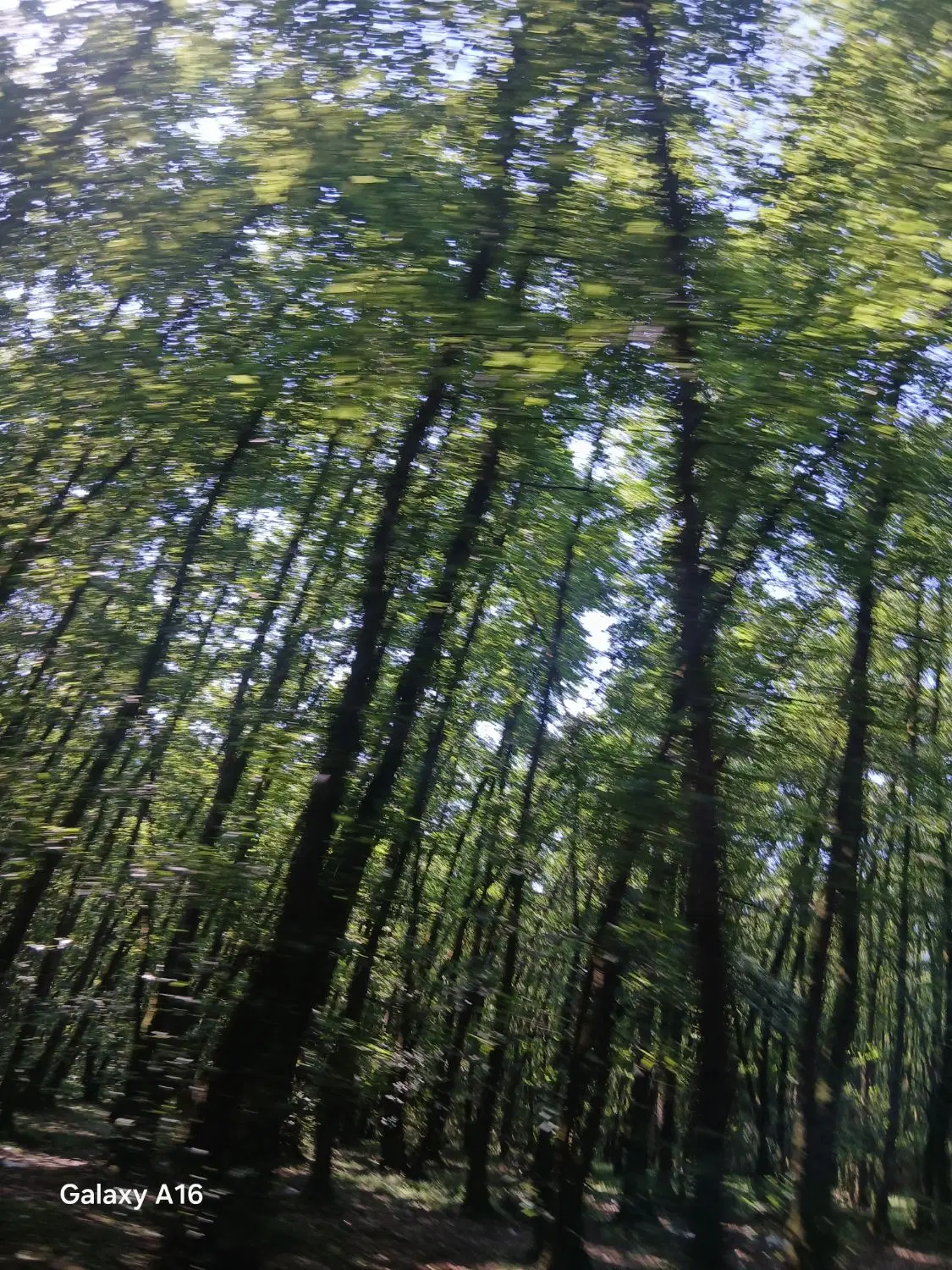 فیش پرنیان