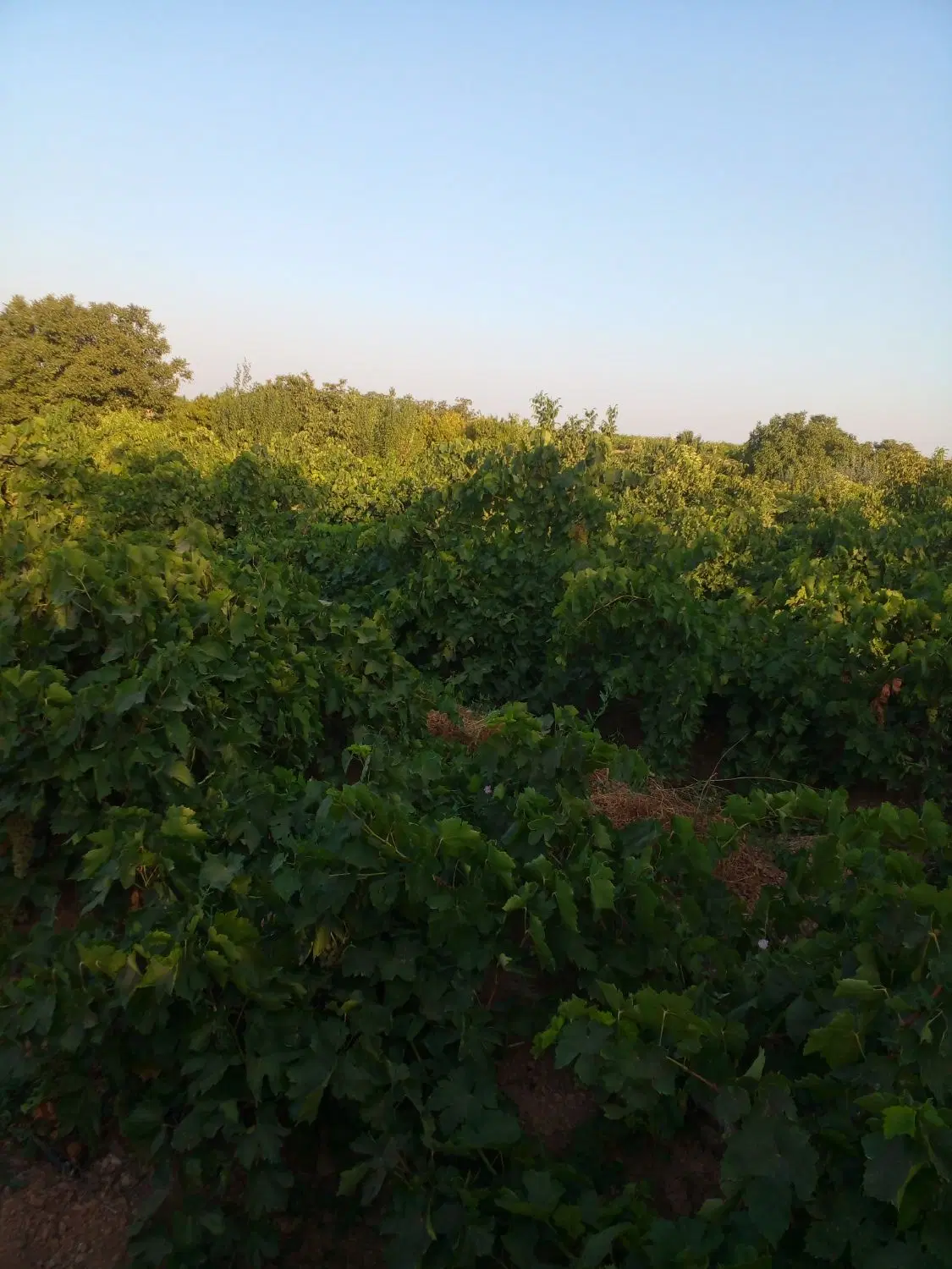 باغ انگور روستای قروه