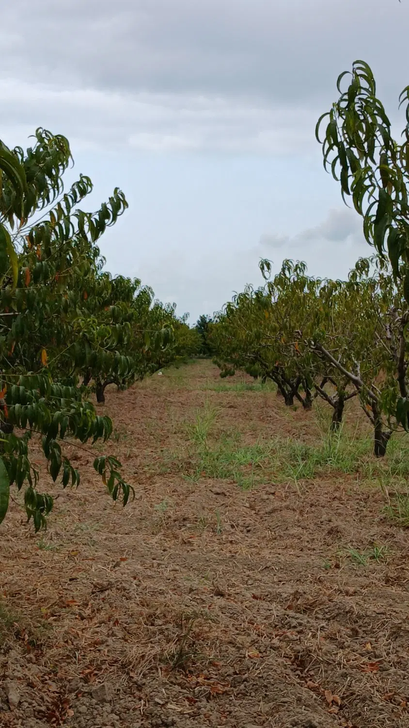 زمین باغی بایع کلا