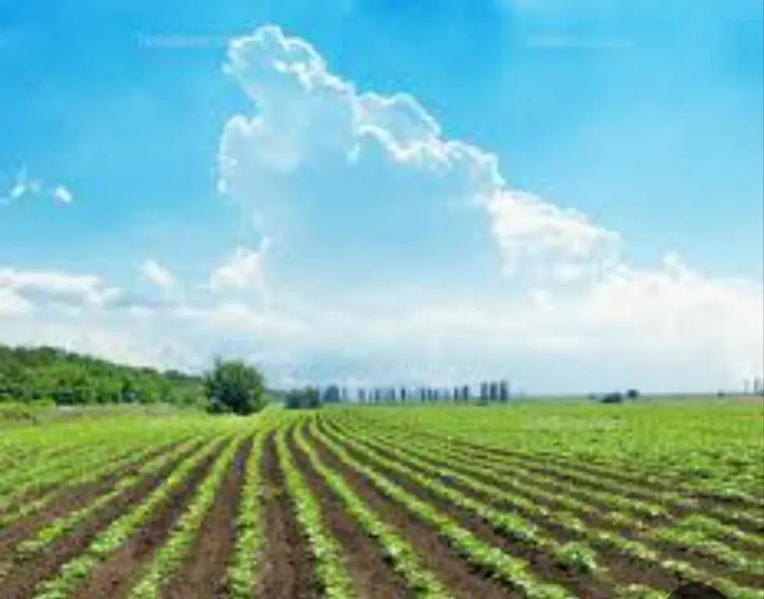 زمین کشاورزی ۶هکتار درآبادی نیرژی