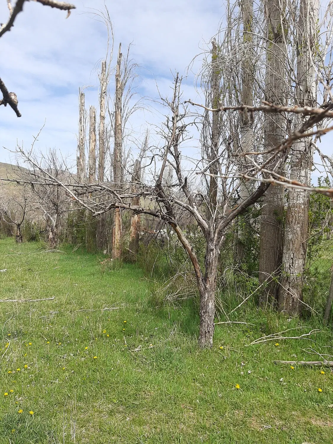 زمین‌در روستایی جزن