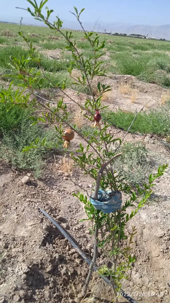 فروش زمین