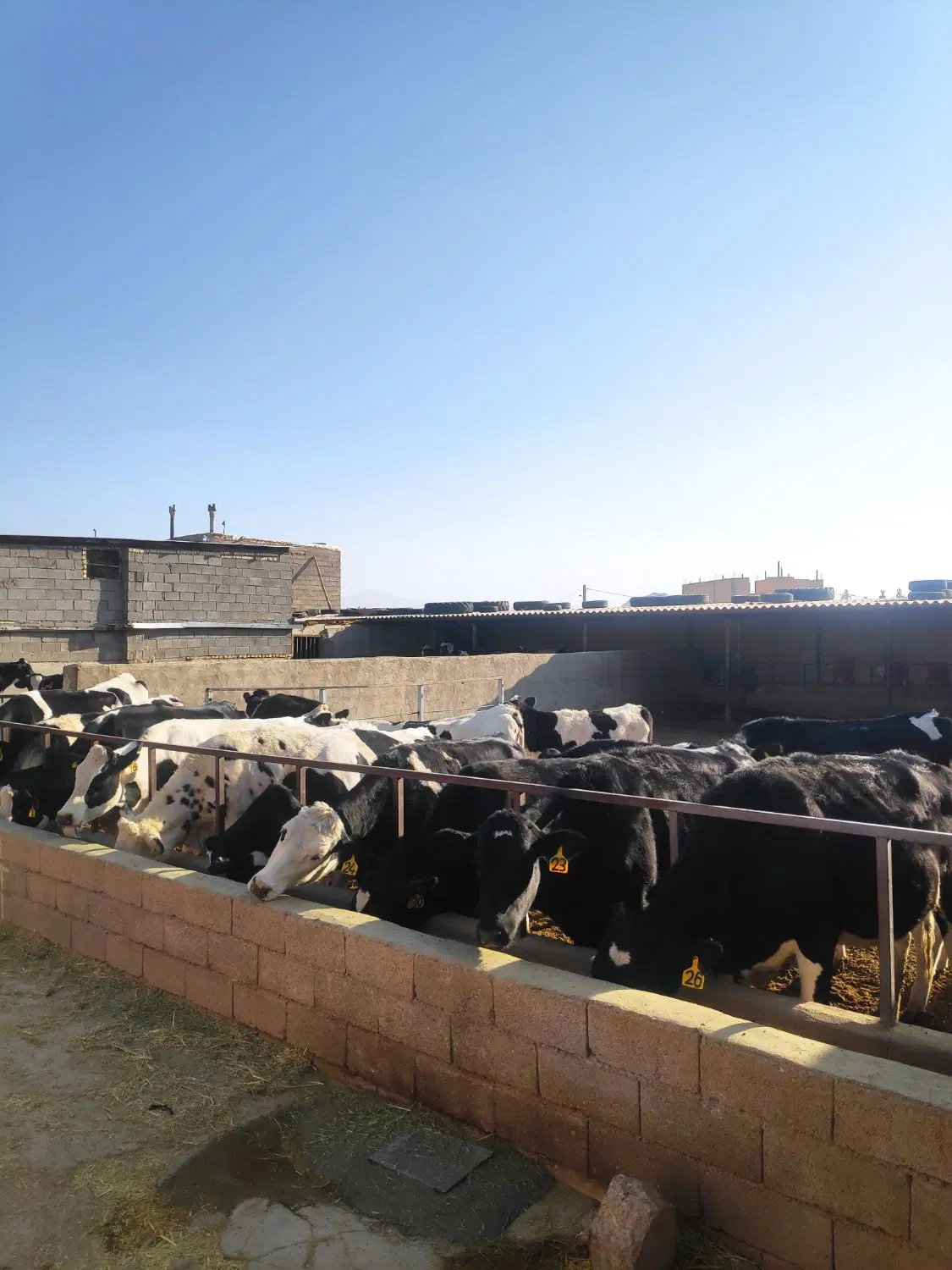فروش گاوداری