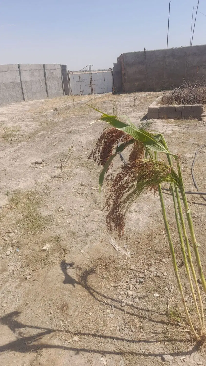 سوله و حیاط باغی