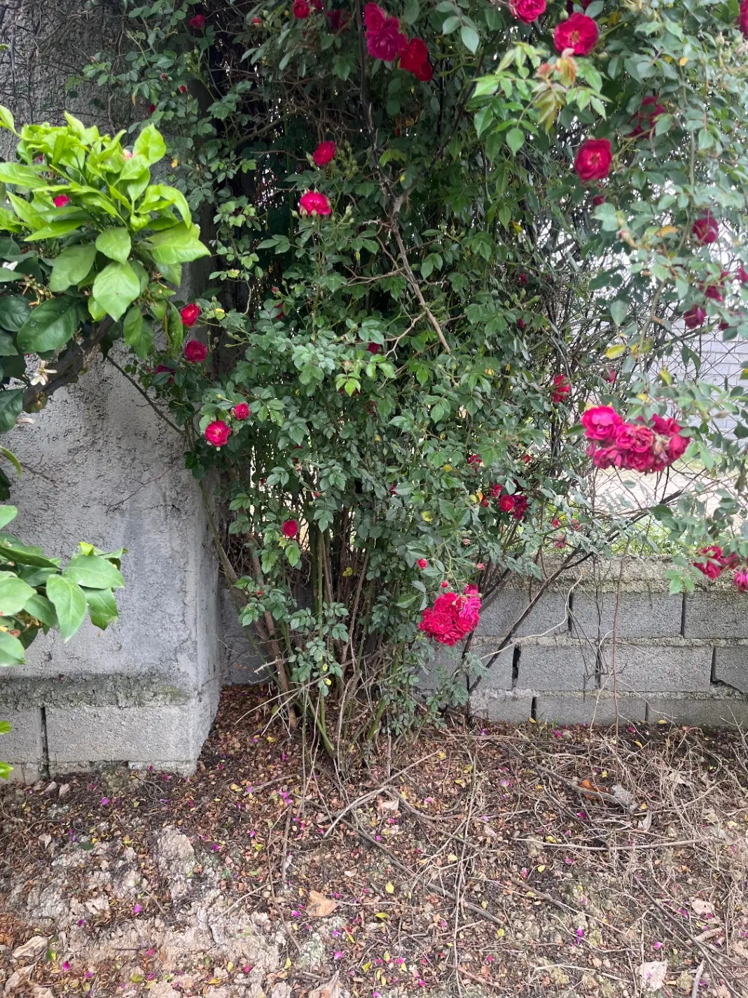 فروش زمین
