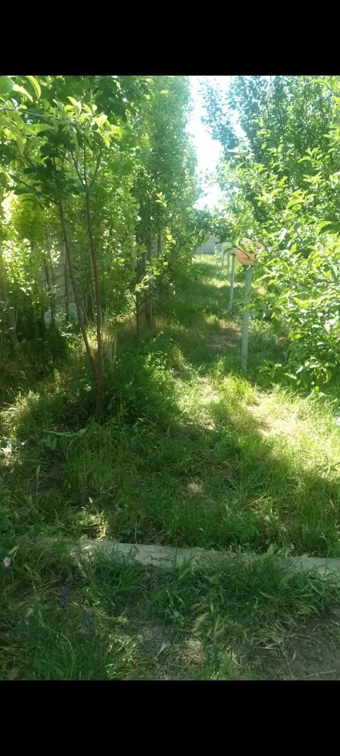 باغ فروشی به متراژ ۵۰۰متر باصفا جای دنج