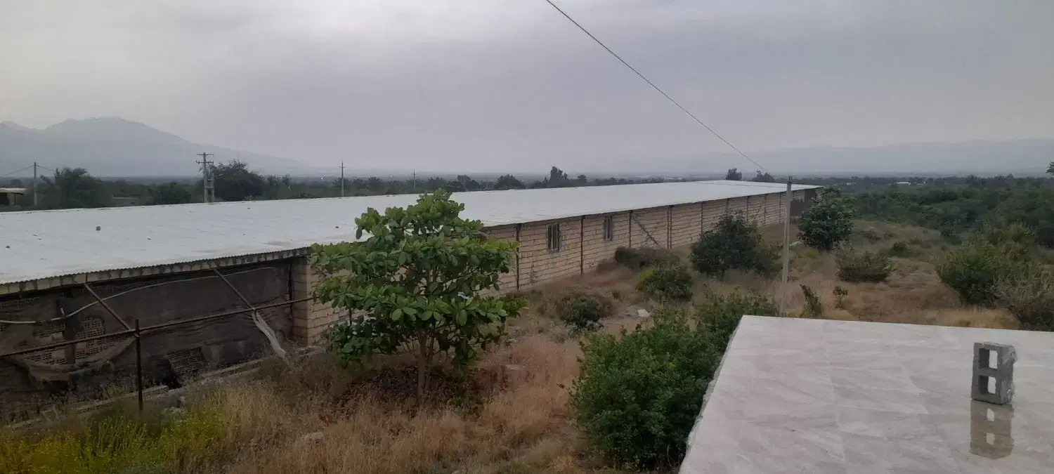 فروش مرغداری۳۰هزارتایی