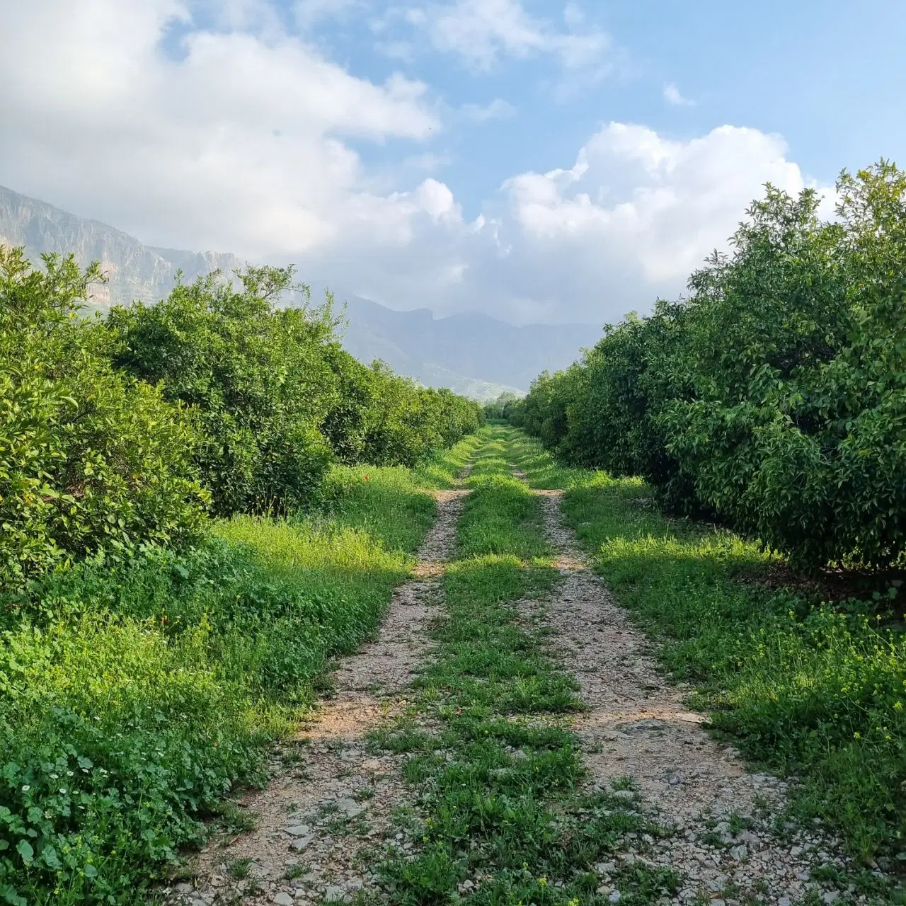 فروش باغ ۵۲ هزار متری شهرستان کازرون،تنگ چوگان
