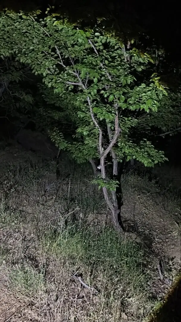 خانه باغ تکمیل ناصریه