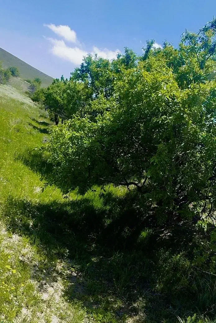 باغ بادام دیم در سلماس روستای چیچک