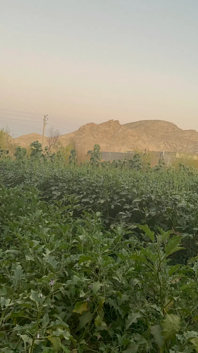 فروش زمین زراعی با پتانسیل بسیار بالای مسکونی