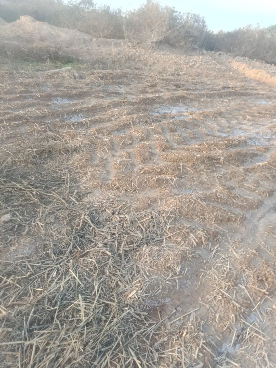 زمین زراعی جهت گشت برنج شلتوک