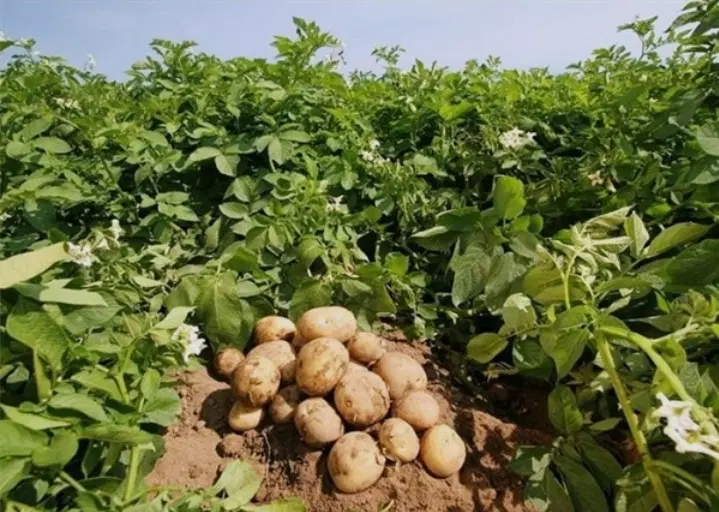 زمین کشاورزی مرغوب و امتیاز آب چاه