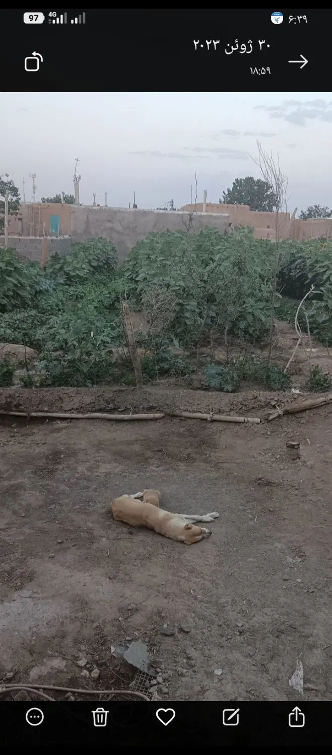 ۳هزار متر باغ انگور دور دیوارگلی با سند