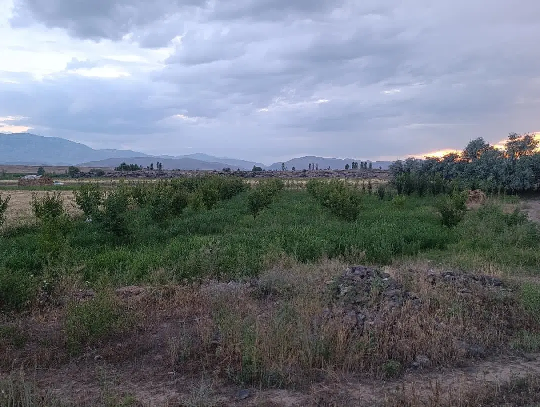 باغ زمین کشاورزی
