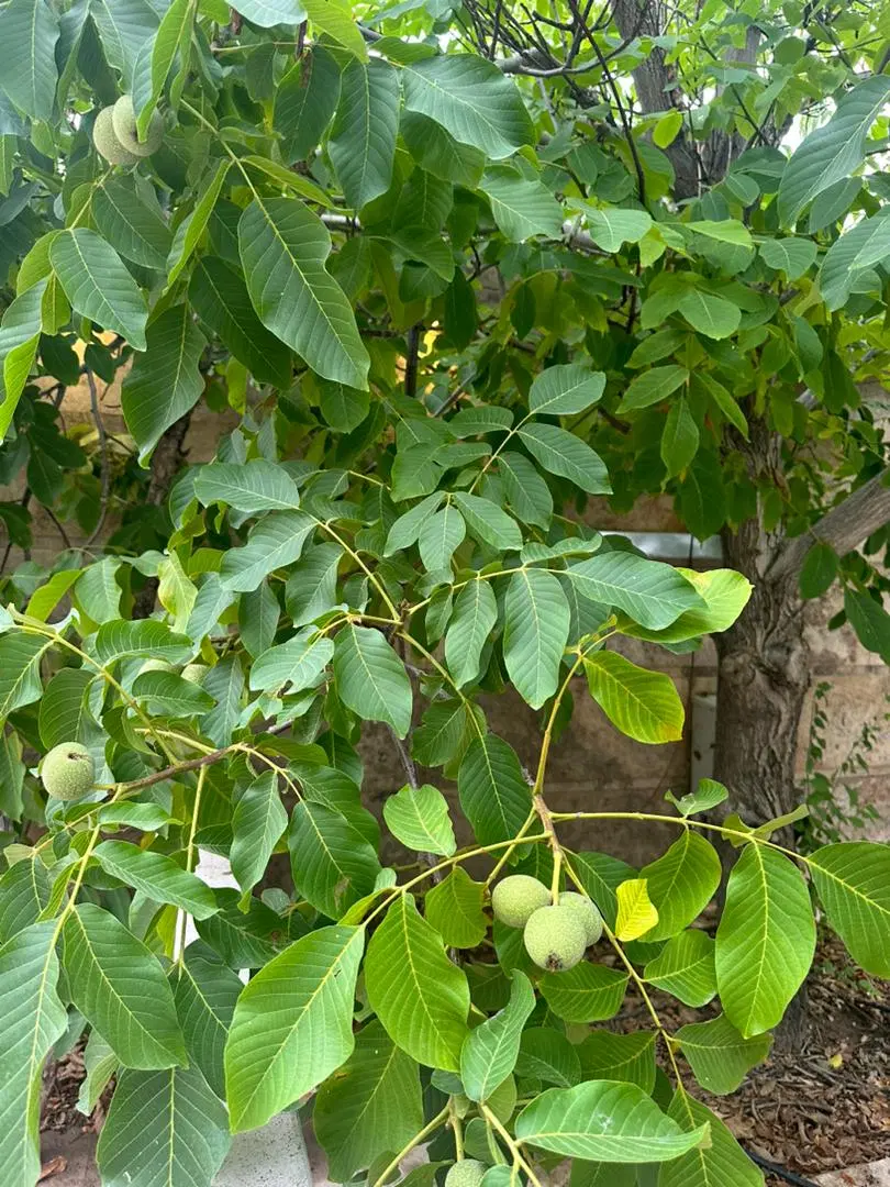 فروش باغچه 1000متری