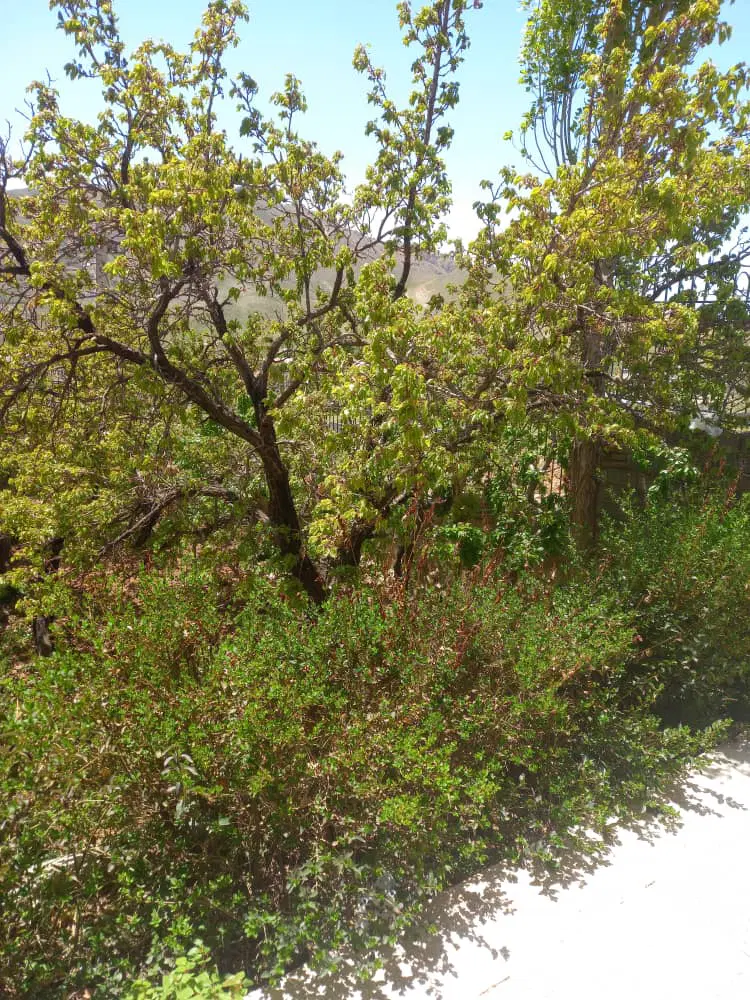 زمین (کاربری باغ مسکونی)  دماوند مشا دشت مشا