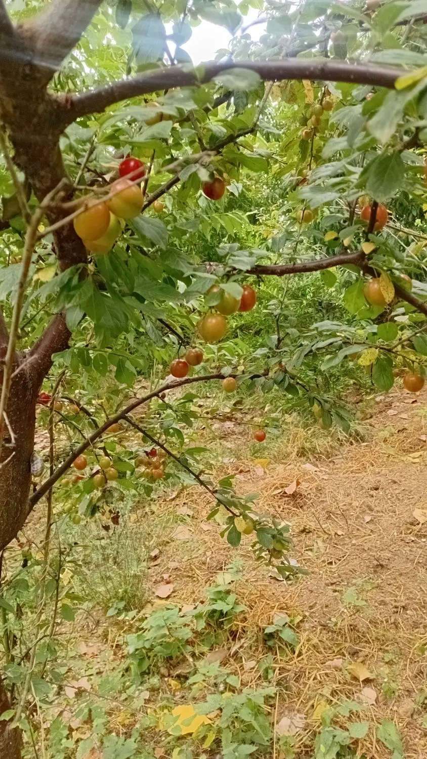 فروش زمین