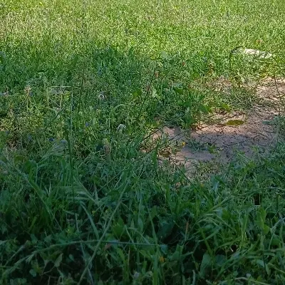 زمین باغچه