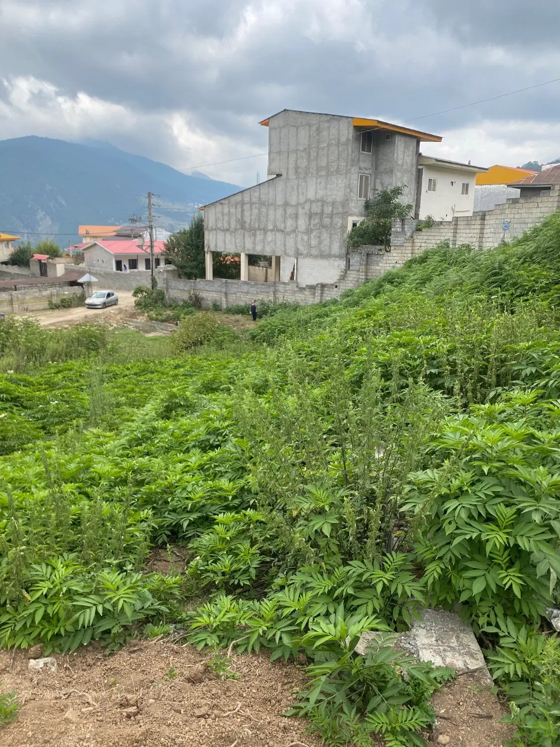 زمین در منطقه کوهستانی چلاو روستای پاشا کلا