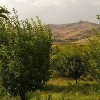 باغچه ۲۵۰ متر چهاردیواری جابان
