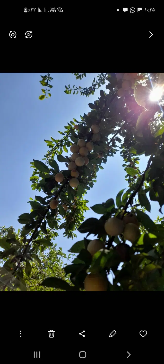 باغچه ۴۰۰ متری هشتگرد قاسم اباد بزرگ