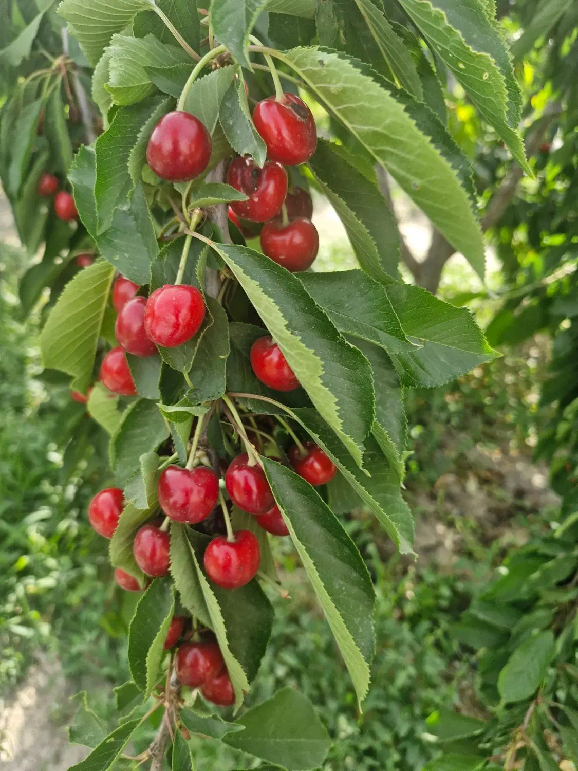 باغ چشمه علی