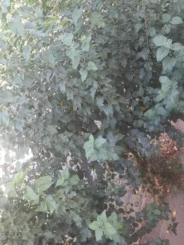 کردان۴۷۵۰ متر باغ سند تک برگ تهاتر