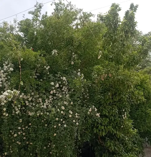 زمین مناسب برای پنل خورشیدی و دامداری