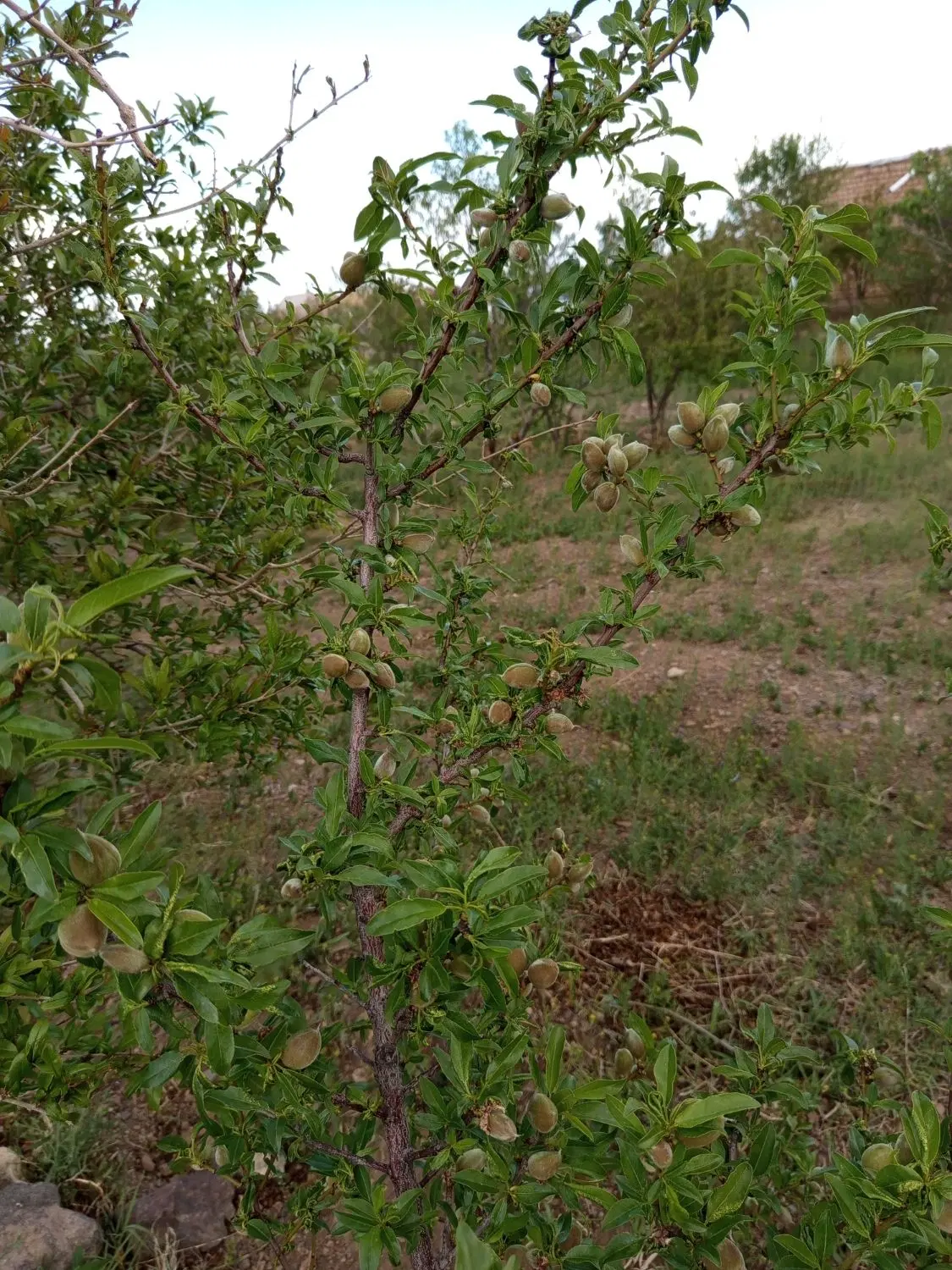 فروش باغ در روستای خوش آب و هوای اندیس