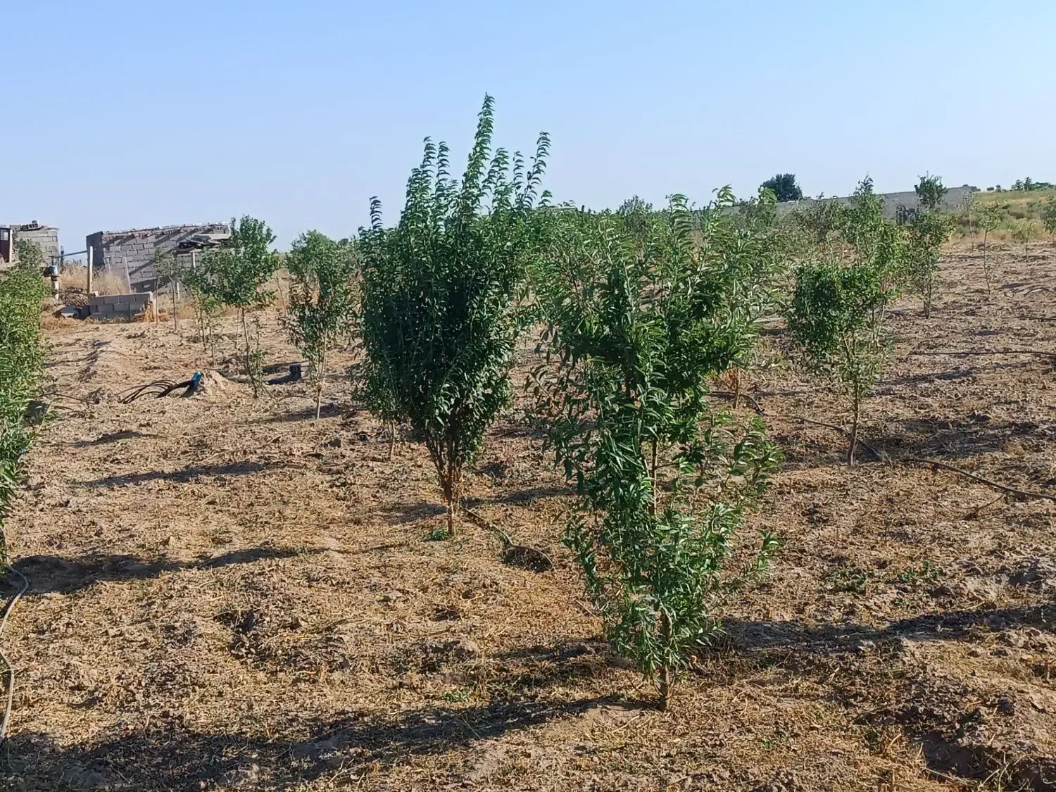 زمین ویلایی 2900 متر در صوفیان