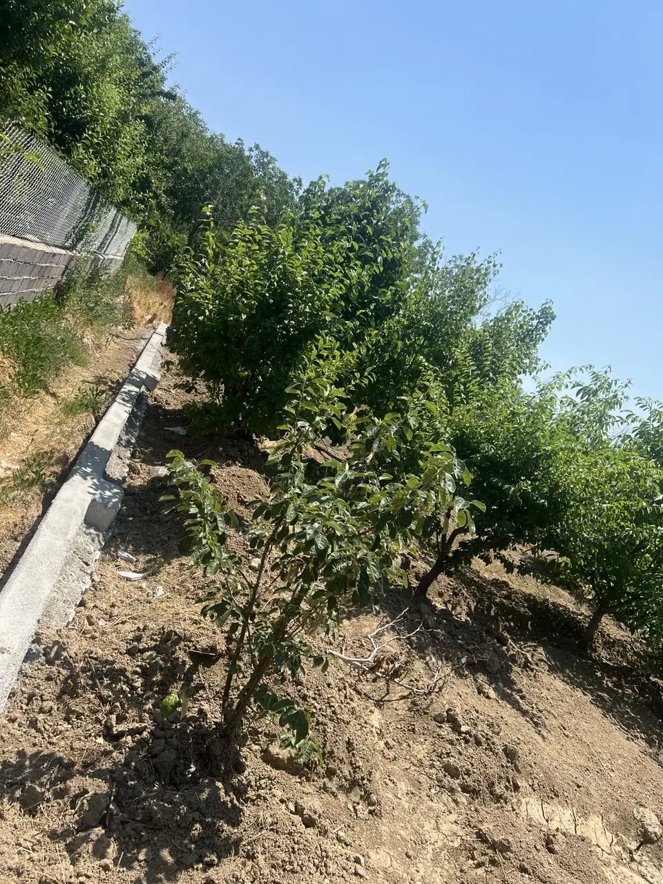باغ و باغچه منطقه امامزاده