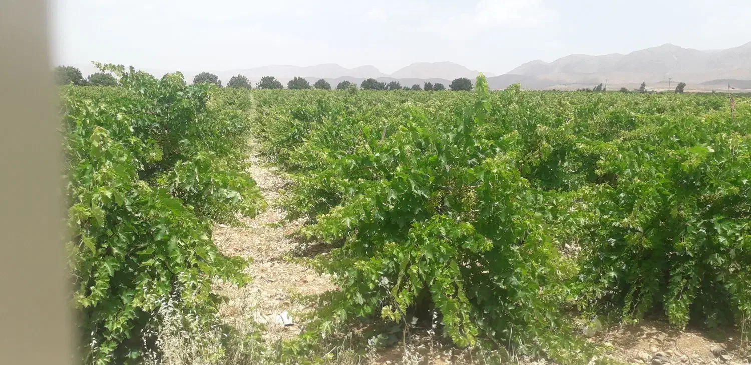 فروش باغچه دوراهی میمند