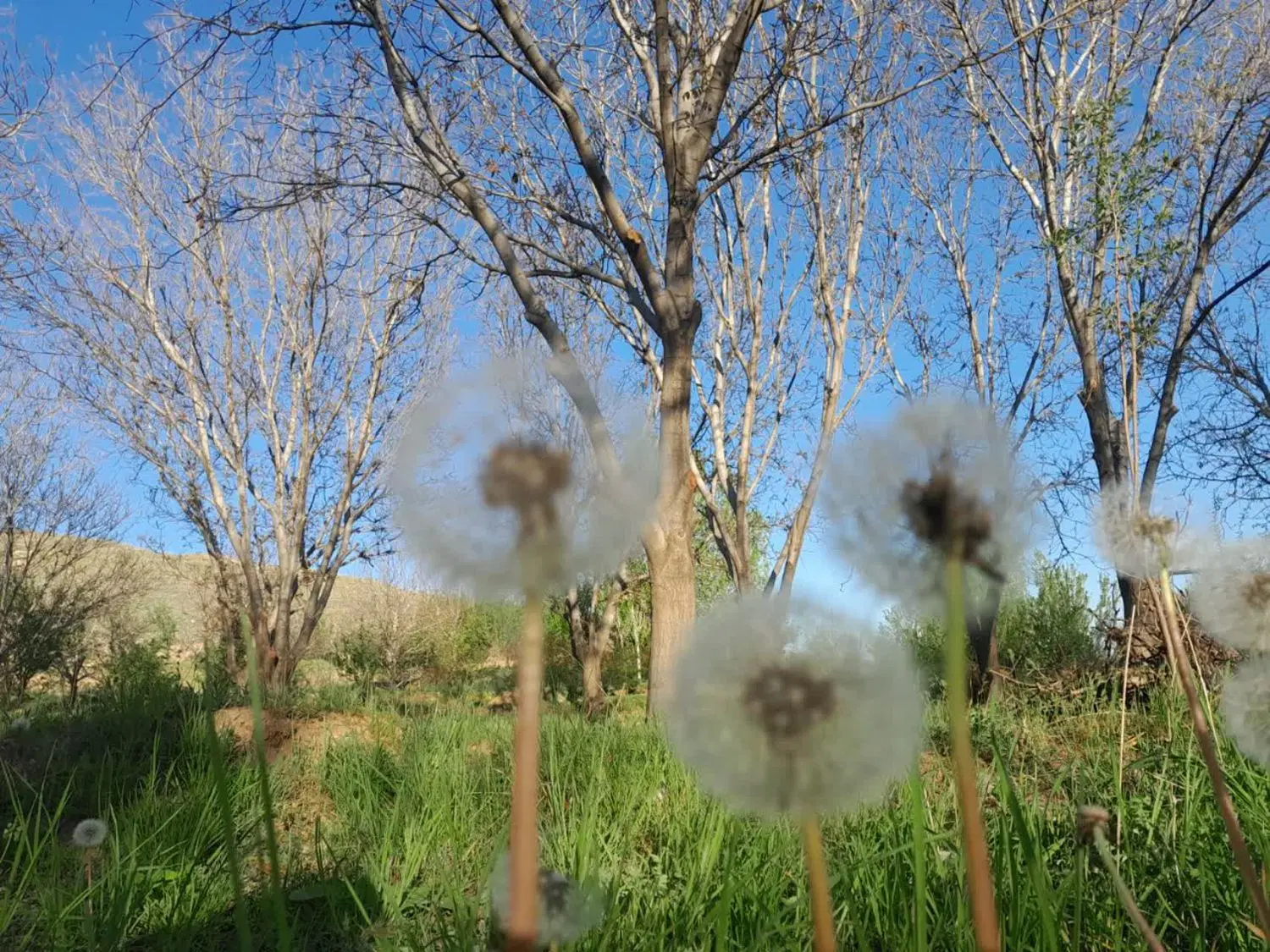 اجاره باغ نزدیک شهر