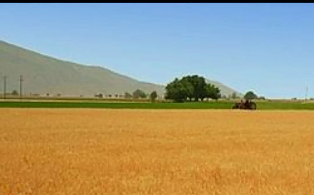 زمین کشاورزی با چاه آب