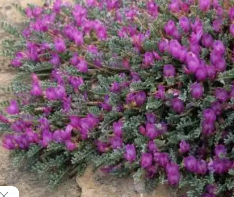 فروش 1000 متر باغ با کاربری خطایلو