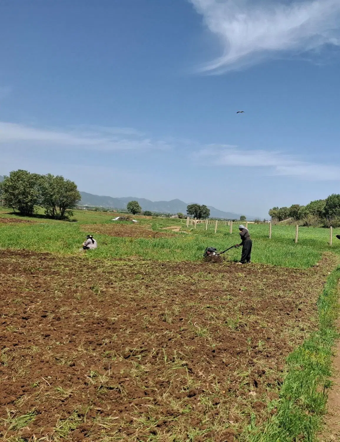 زمین کشاورزی