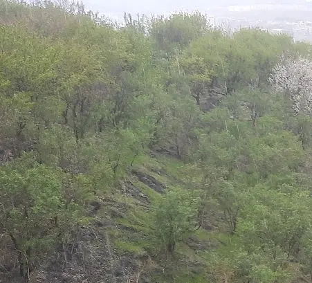 زمین در روستای بوشاد