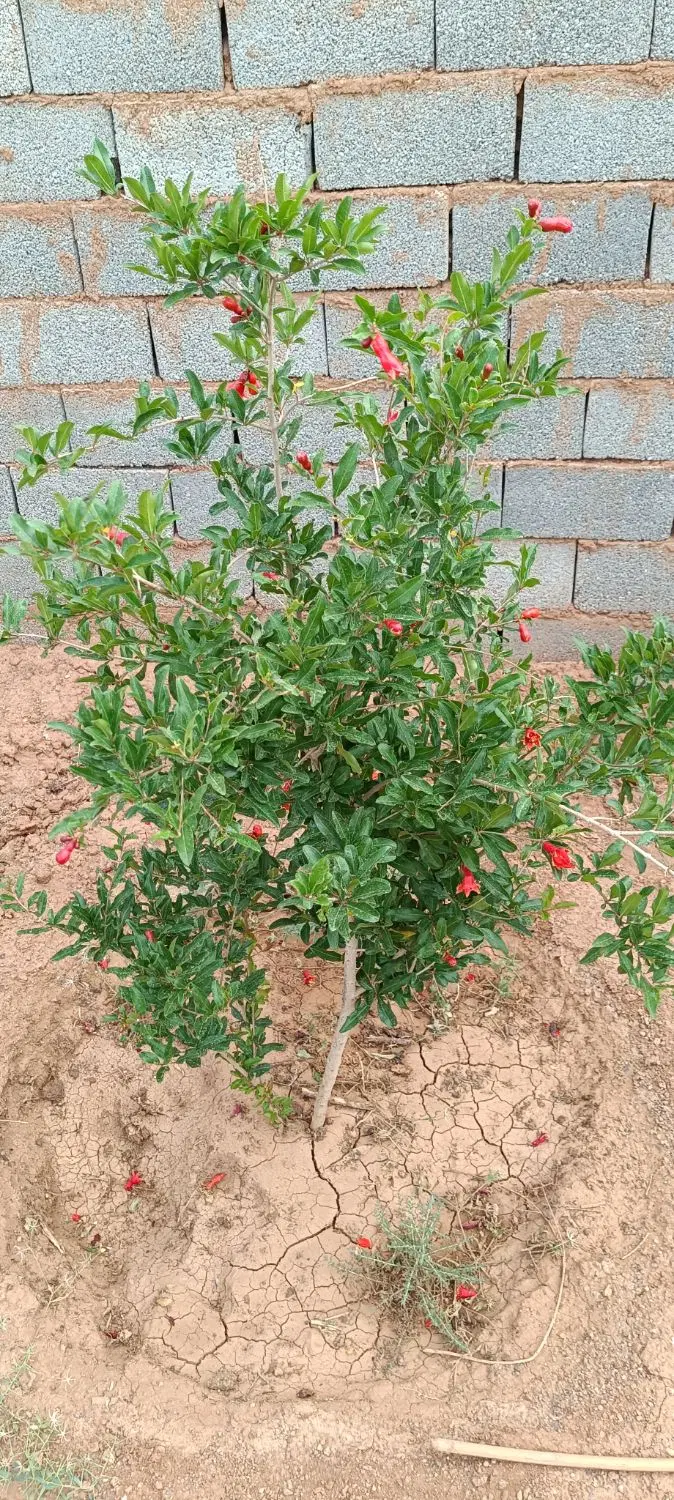 باغچه شهرکی