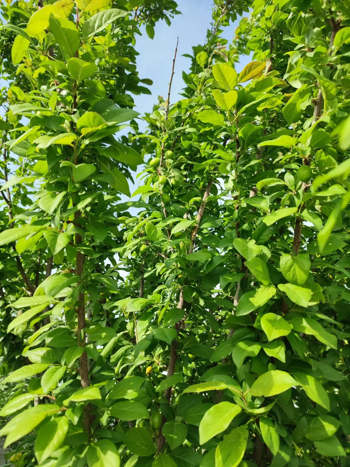 فروش باغچه .   ۱۰۰۰متری