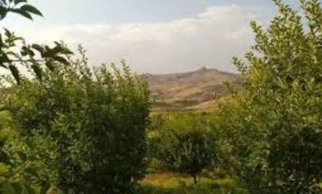 زمین باغی