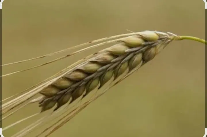 جوسرپا