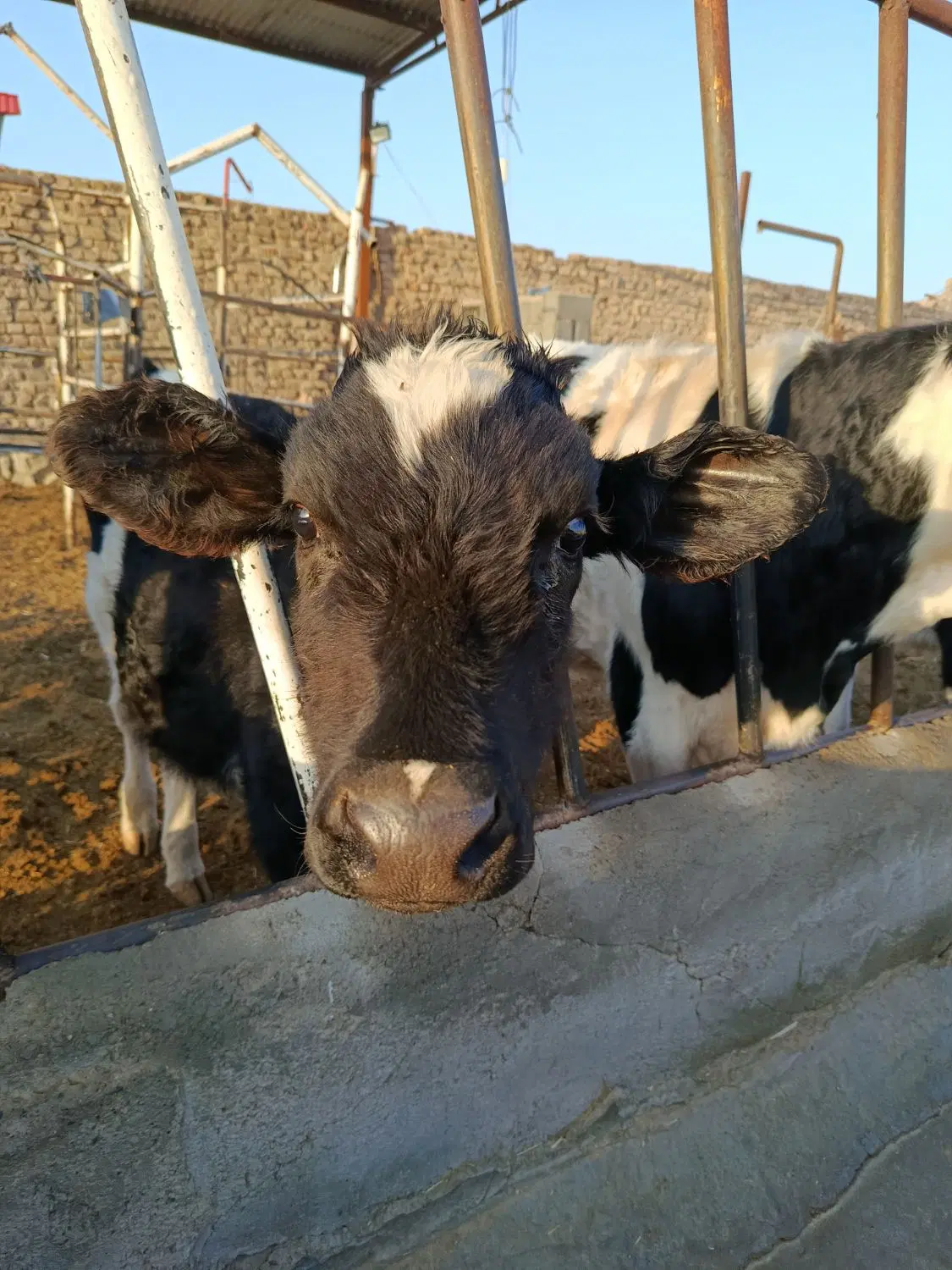 گاوداری نیمه ساز و فعال