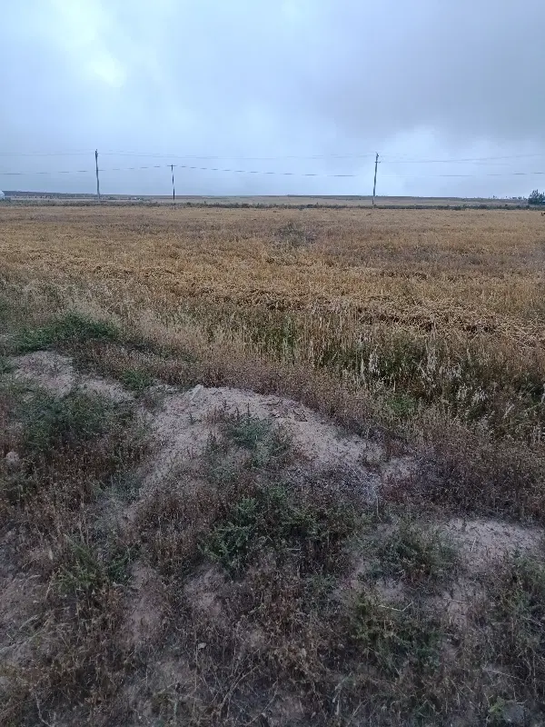 زمین زراعی