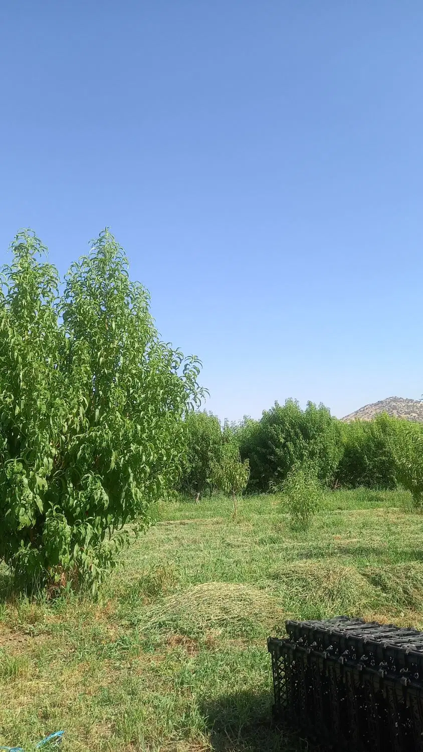 هزارمتر باغ با تمامی امکانات