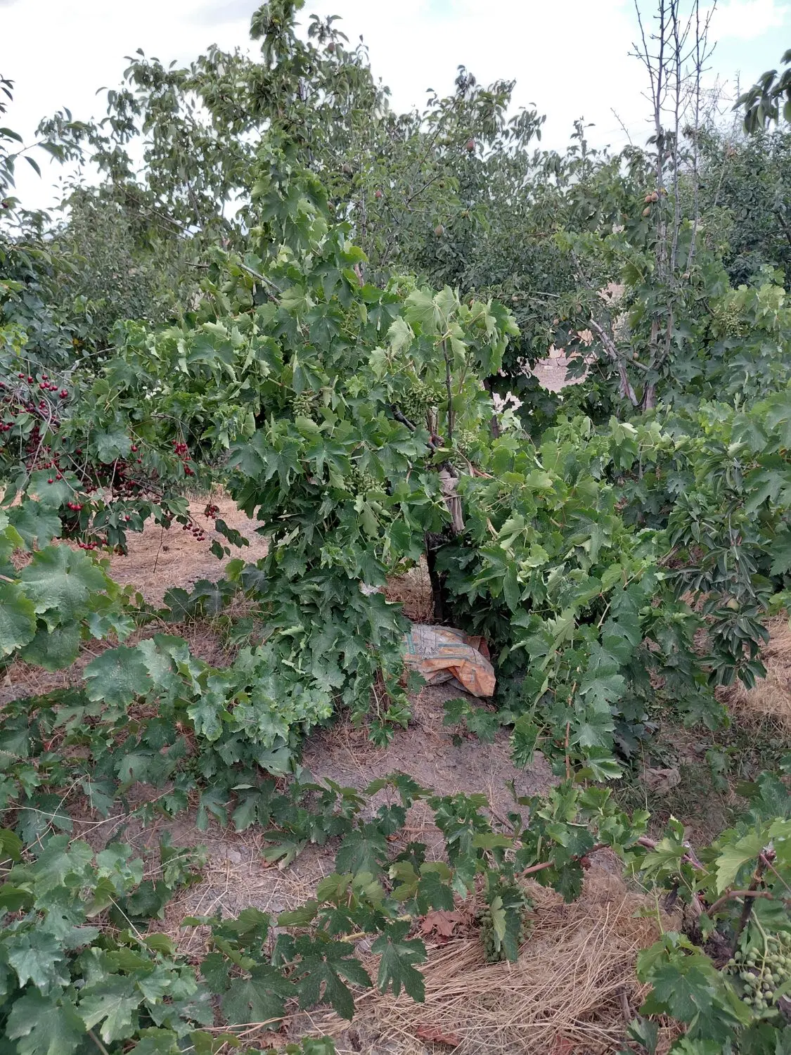 باغ  میوه  (داخل شهر قدمگاه  )