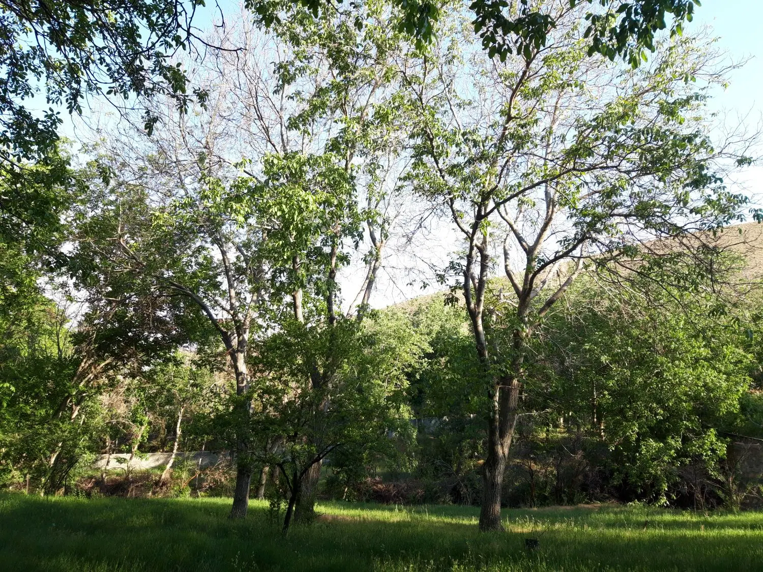 فروش باغ در چشمه اعلا