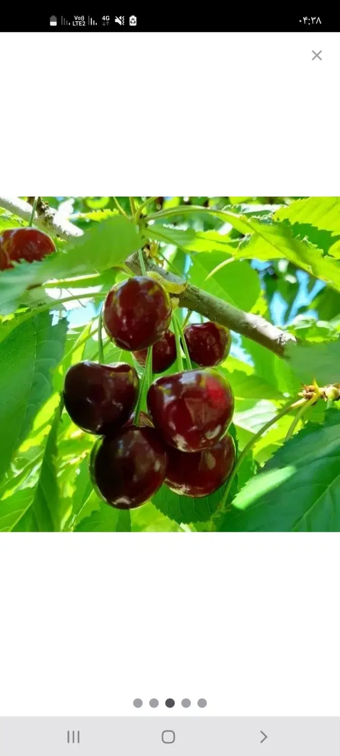 اجاره میوه روی درخت