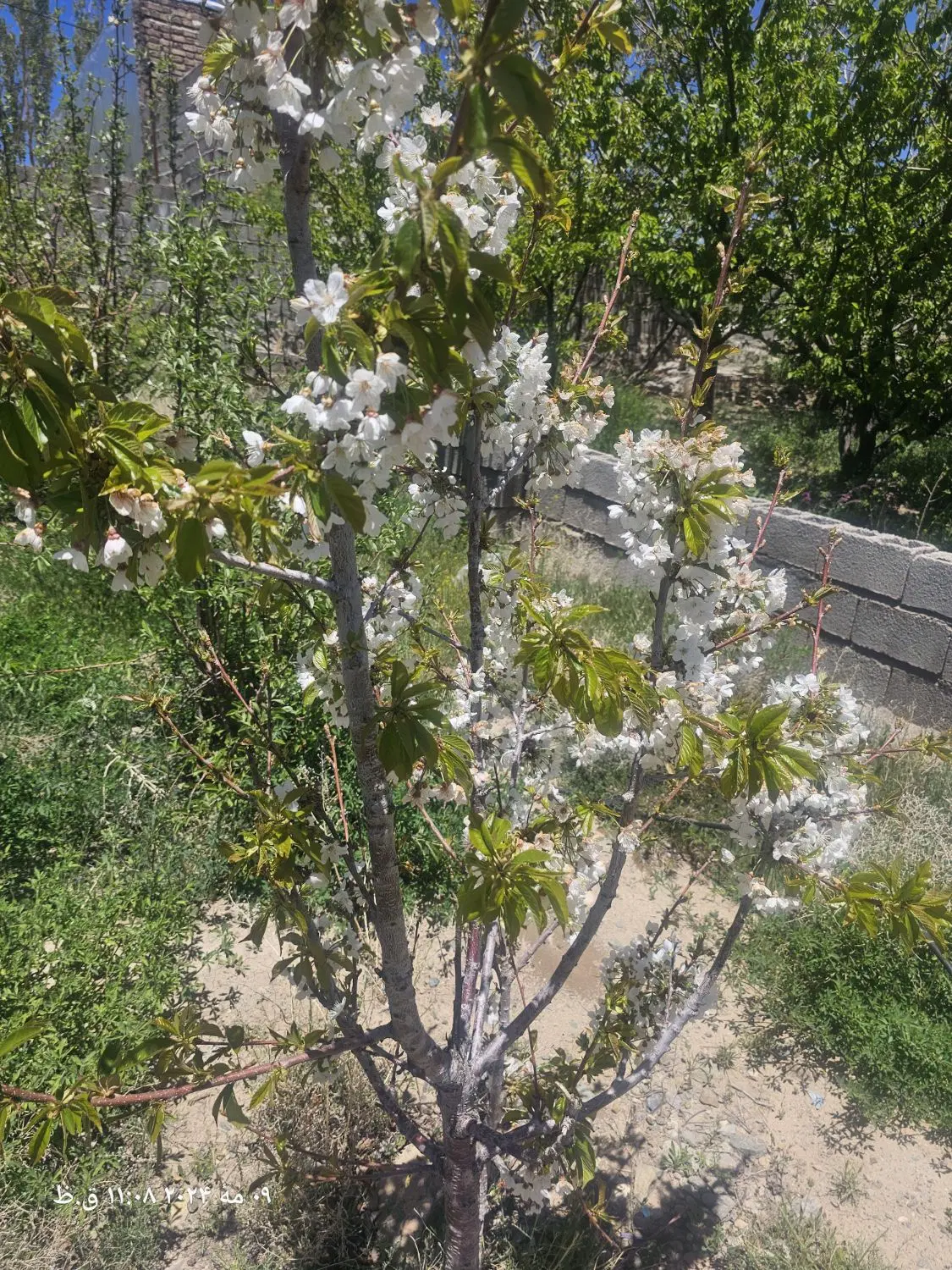 زمین در مرکز شهر ساردو